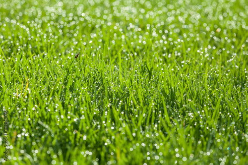 Green grass with dew drops on blades.