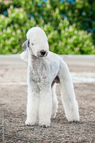 Bedlington terrier dog