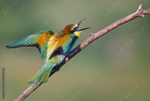 Angry Bee-eater