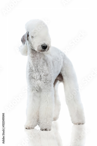 Bedlington terrier dog isolated on white