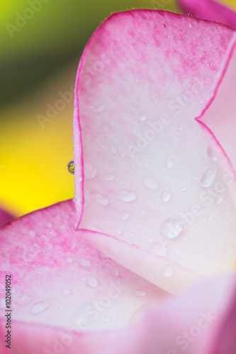 Flower background