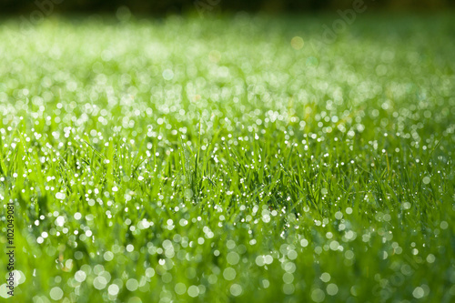 Closeup of green wet grass