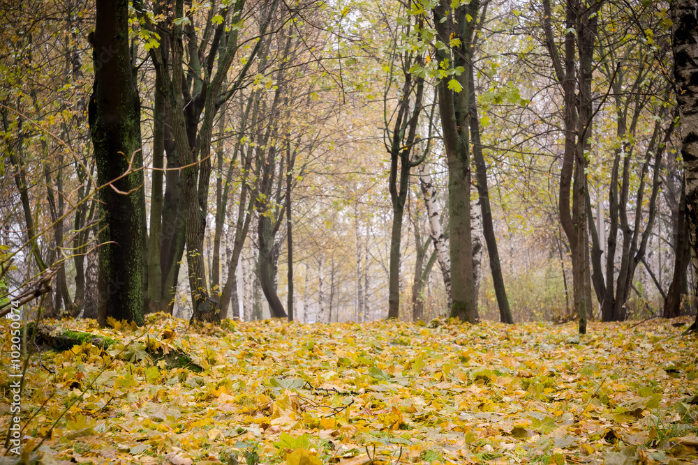 Trees in Autumn Park Trees in Autumn Park
