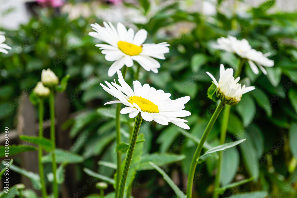 Daisies bloom in the garden Daisies bloom in the garden