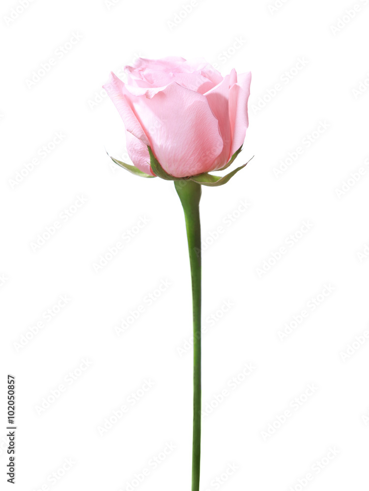 Light pink rose isolated on white background. Light pink rose isolated on white background.