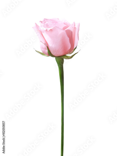 Light pink rose isolated on white background.