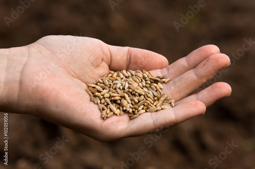 hand holding ripe rye grain