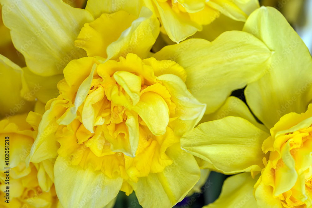 Yellow daffodils macro