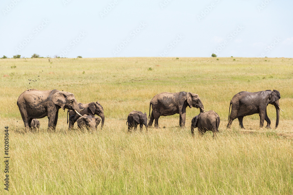 Elephants at a small watering hole on the savanna Elephants at a small watering hole on the savanna