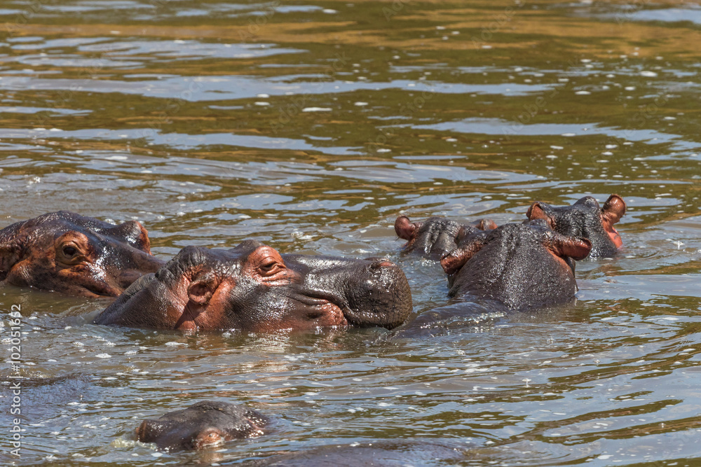 Flock of Hippos bathing in the water Flock of Hippos bathing in the water