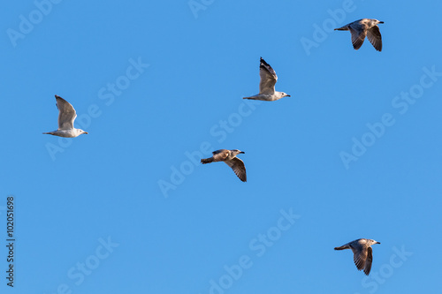 Flock of Herring gulls in the sky