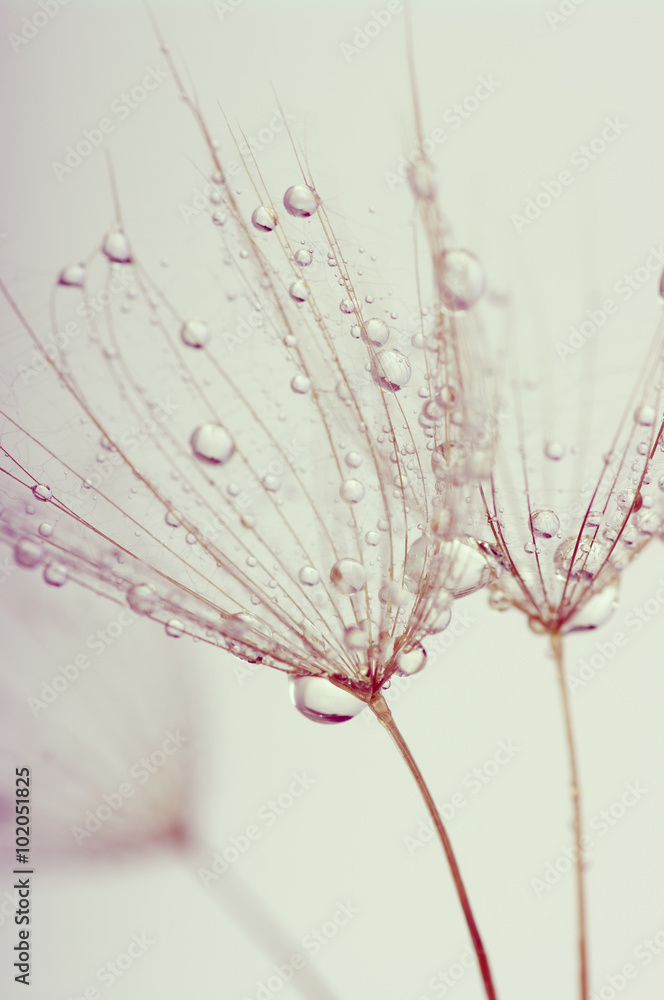Obraz premium dandelion