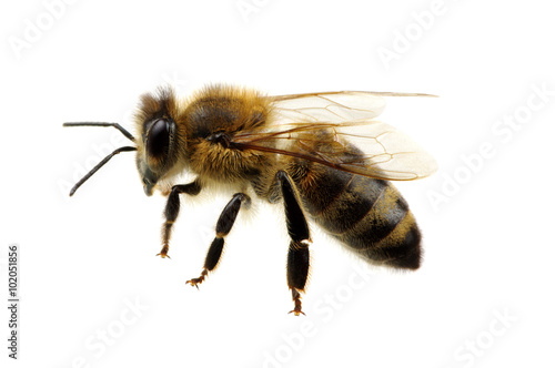 bee