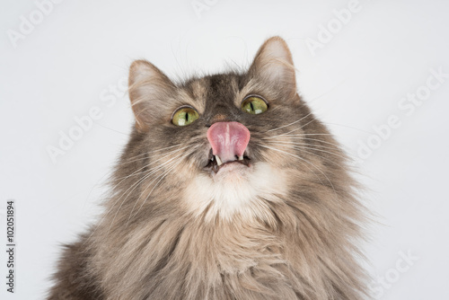 Fototapeta Naklejka Na Ścianę i Meble -  Cat with pink tongue waiting for treats isolated on white background. 
