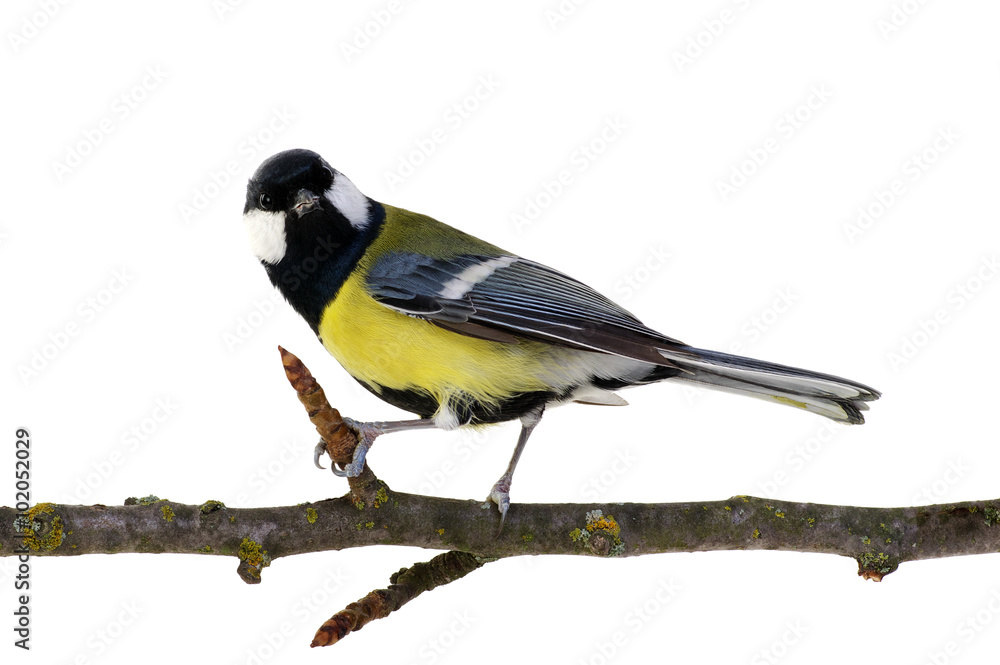Fototapeta premium great tit
