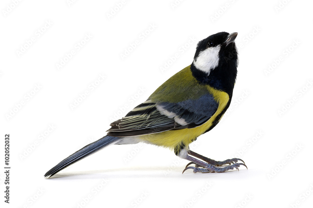 Fototapeta premium great tit
