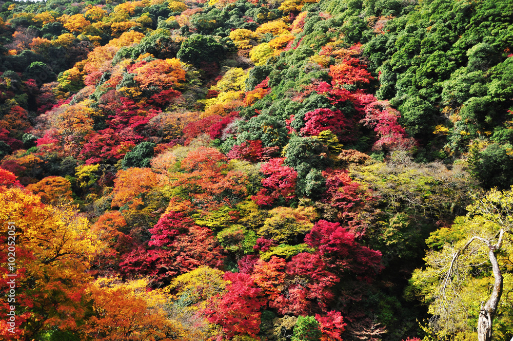 Autumn mountain landscape