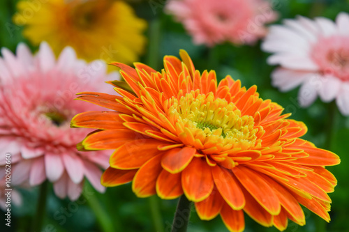 single orange chrysanthemum on leaf background