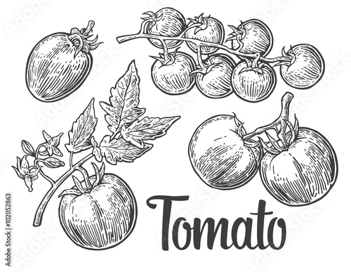 Set of hand drawn tomatoes isolated on white background. Tomato, half and slice isolated engraved illustration.