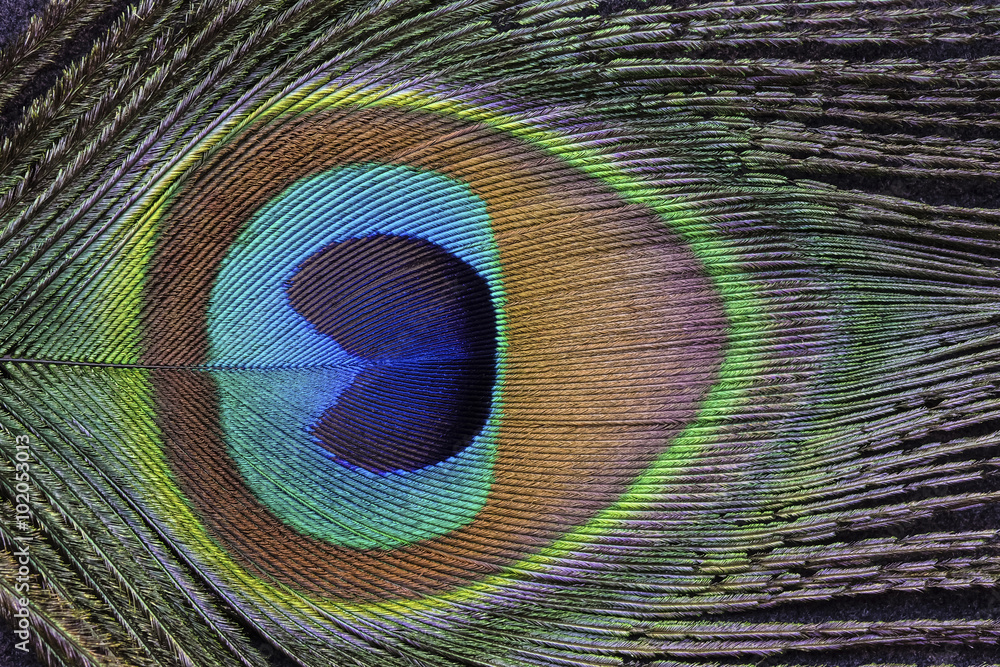 Obraz premium peacock feather closeup