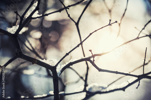 Snow on the trees in winter forest at evening sunlight