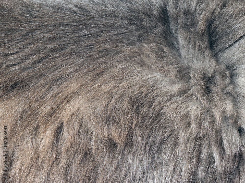 The texture of fur. The fur is beautiful, long hair. Shades of gray - dark and light. The texture of fur. The fur is beautiful, long hair. Shades of gray - dark and light.