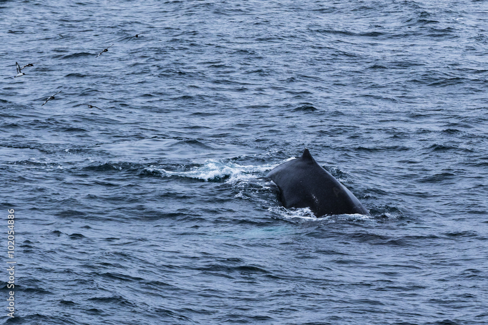 Fototapeta premium Whale