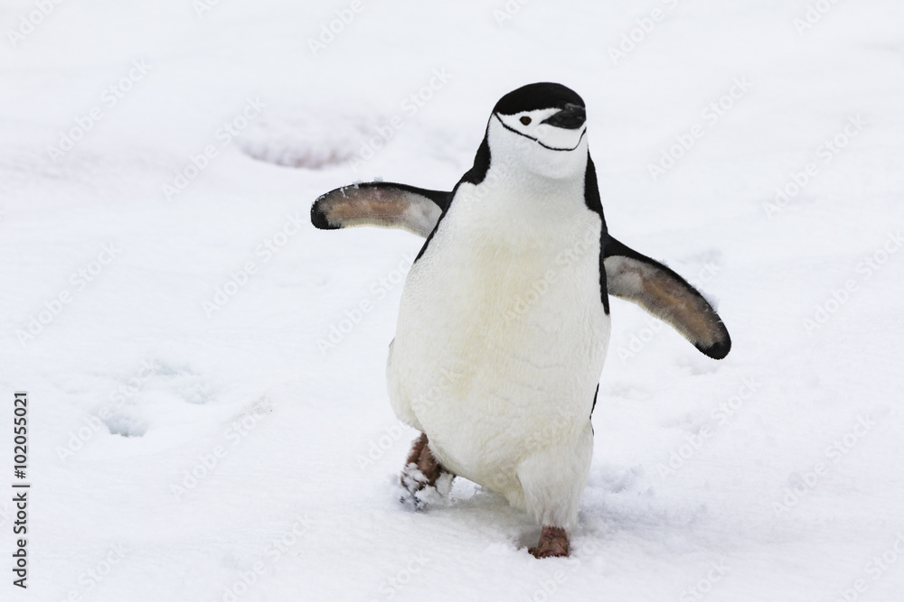 Obraz premium Chinstrap Penguin