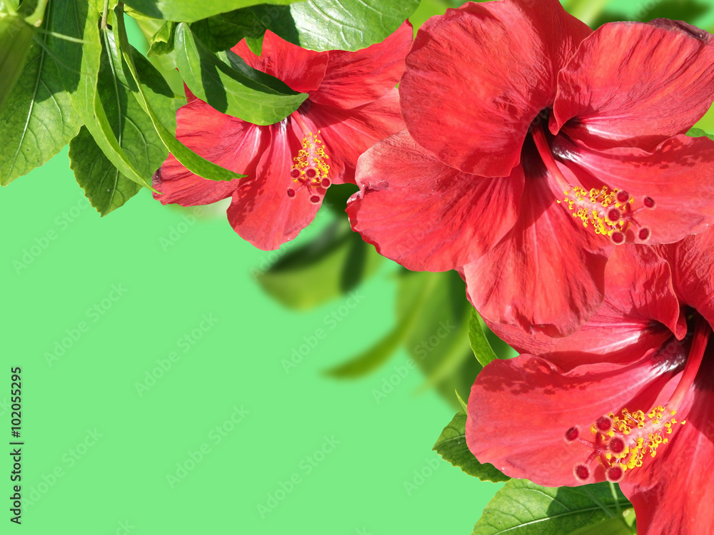 Fototapeta premium Hibiscus flower. Isolated