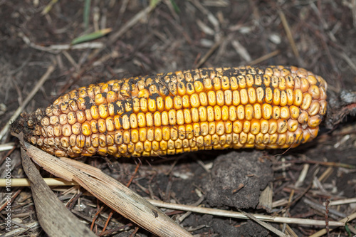 corncob on the ground