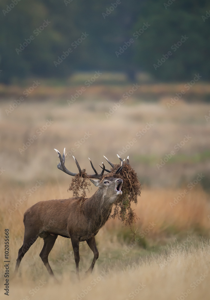 Red deer male rutting, with fern in antlers, yellow grass with clean background, Richmond Park London, Europe Red deer male rutting, with fern in antlers, yellow grass with clean background, Richmond Park London, Europe