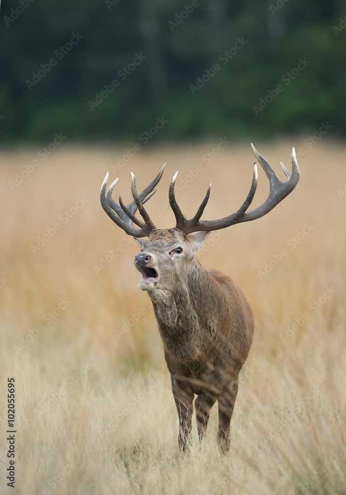 Red deer male rutting, in yellow grass, trees in the background, Richmond Park London, Europe Red deer male rutting, in yellow grass, trees in the background, Richmond Park London, Europe