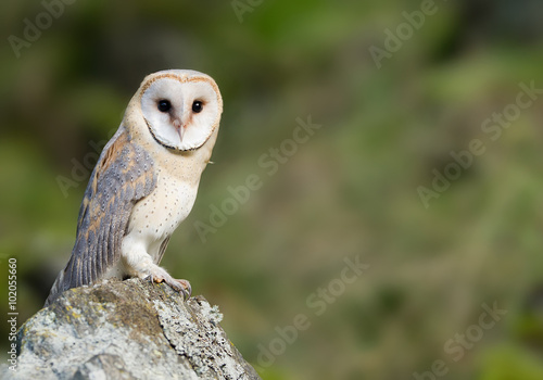 Barn owl sitting on the rock, looking at lens, clean green background, Czech Republic
