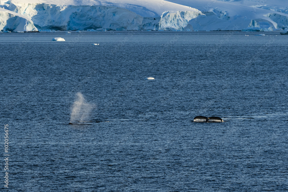 Obraz premium Humpback Whales
