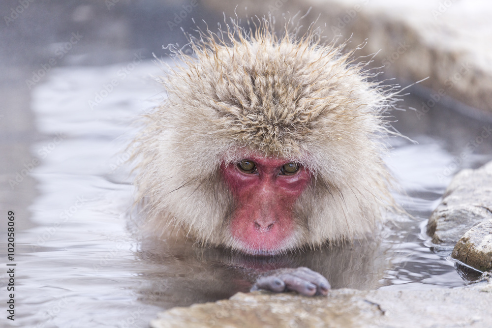 Jigokudani snow monkey bathing onsen hotspring famous sightseein Jigokudani snow monkey bathing onsen hotspring famous sightseein