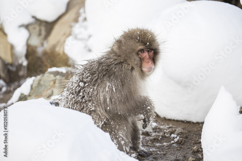 Jigokudani snow monkey bathing onsen hotspring famous sightseein photo