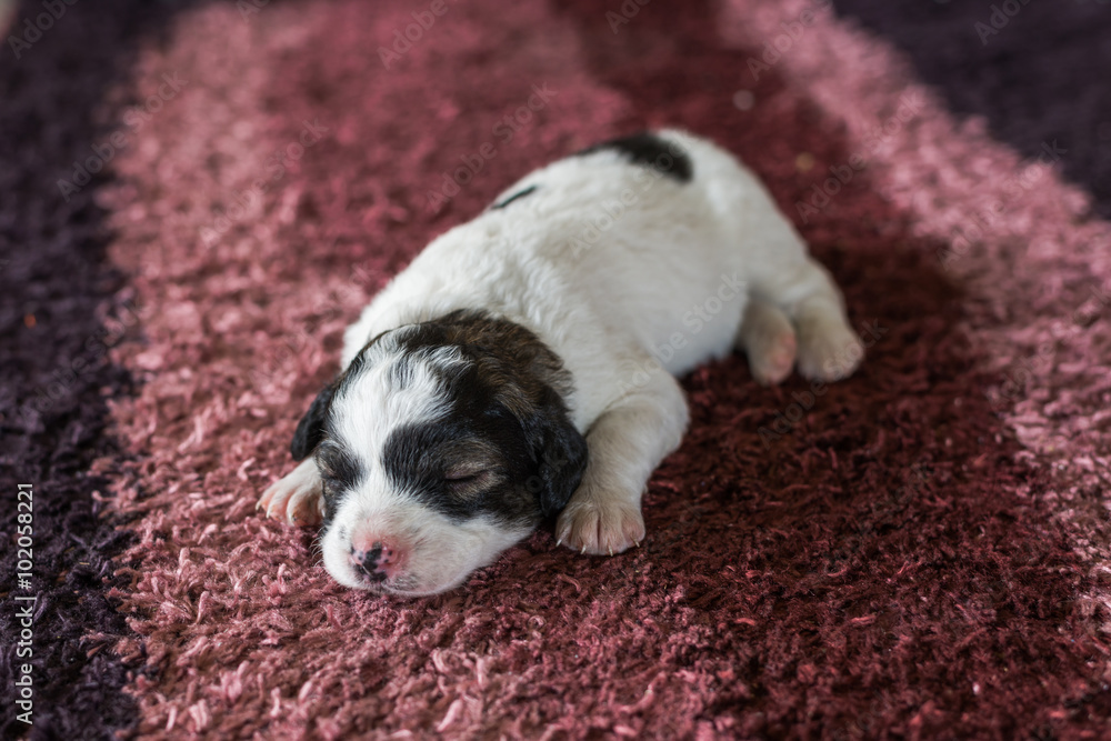 sleeping puppy sleeping puppy