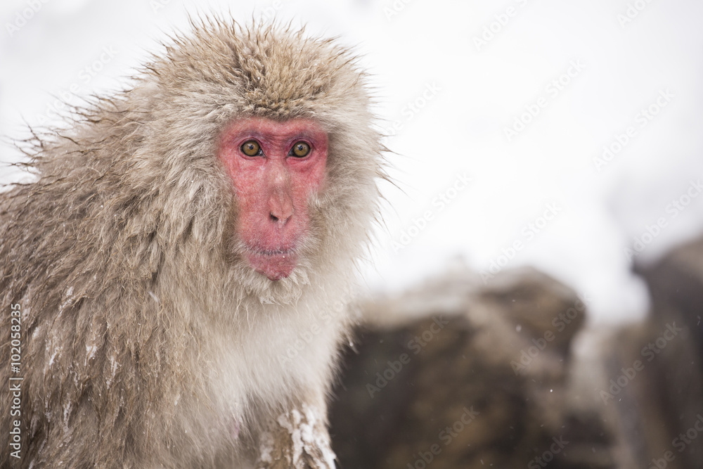 Jigokudani snow monkey bathing onsen hotspring famous sightseein Jigokudani snow monkey bathing onsen hotspring famous sightseein