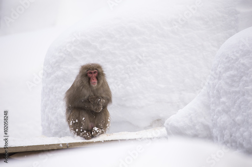 Jigokudani snow monkey bathing onsen hotspring famous sightseein photo