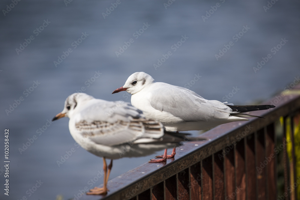 Seagull red leg stand on fence Seagull red leg stand on fence