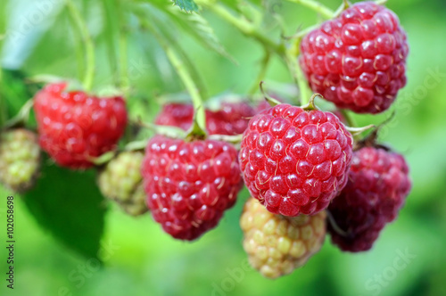 close-up of ripening  raspberry