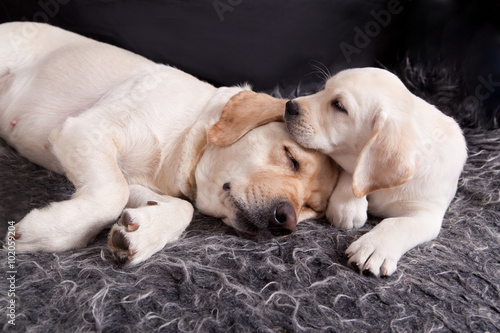 Labrador puppy sleeping with his mother © annatronova