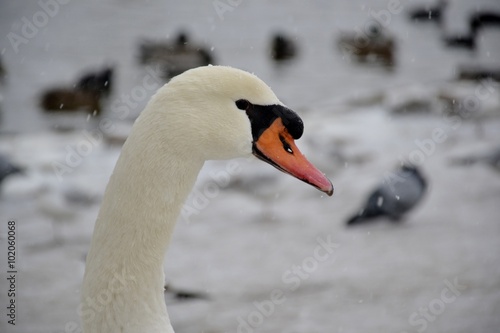 Detail of a wild swan