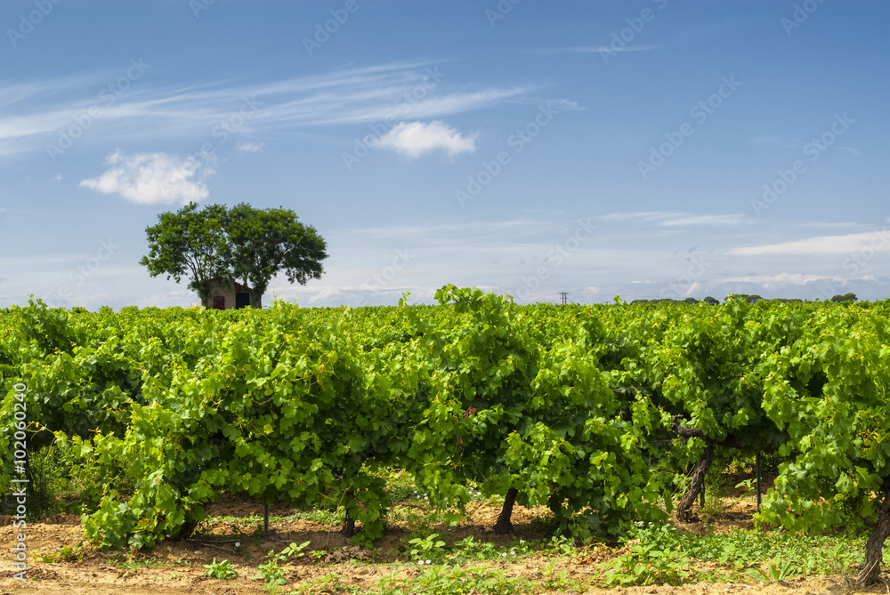 Vineyard at summer in Languedoc-Roussillon