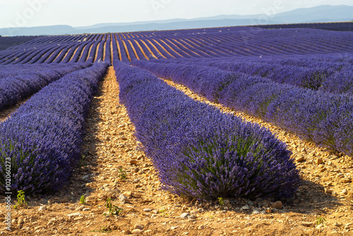 Fototapeta Naklejka Na Ścianę i Meble -  Plateau de Valensole (Provence), lavender