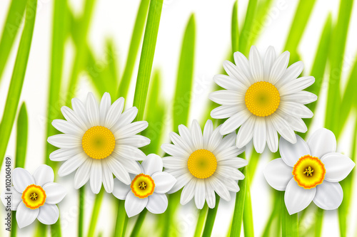 Flowers background, white spring flowers and green grass.