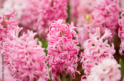 Fototapeta Naklejka Na Ścianę i Meble -  Pink hyacinth