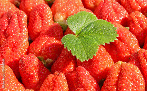 A lot of fresh strawberries