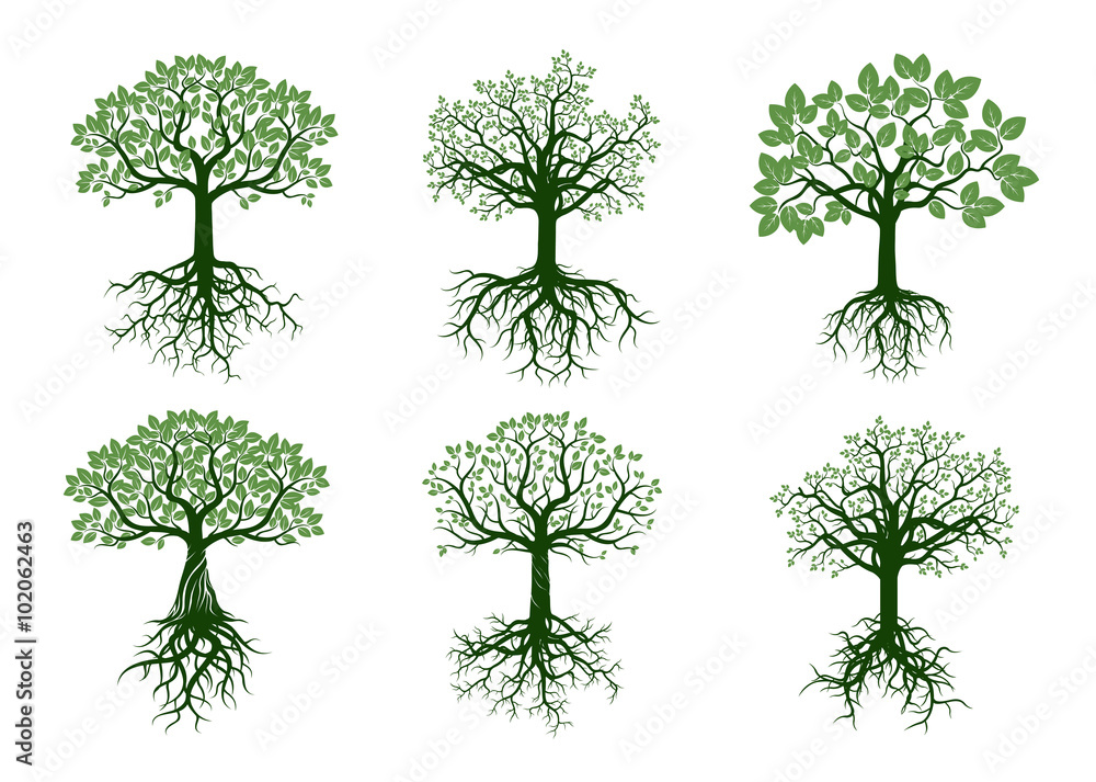 Set of Green Trees and Roots. Vector Illustration.