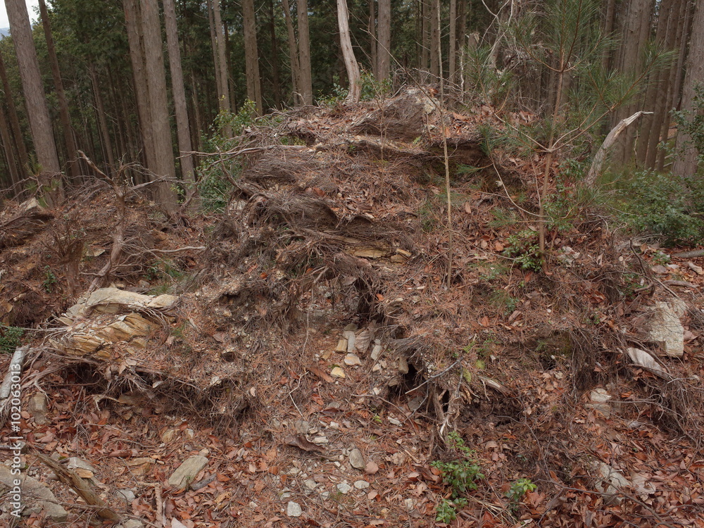 Traces of the fallen tree Traces of the fallen tree